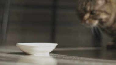 Evde kedi / onun oturma odasında bir kedi. fotoğraf makinesi: Canon Eos 5d