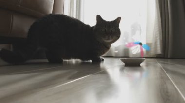 Evde kedi / onun oturma odasında bir kedi. fotoğraf makinesi: Canon Eos 5d