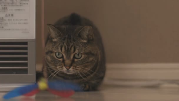 Chat Dans Maison Est Chat Dans Salon Appareil Photo Canon — Video