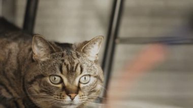 Evde kedi / onun oturma odasında bir kedi. fotoğraf makinesi: Canon Eos 5d