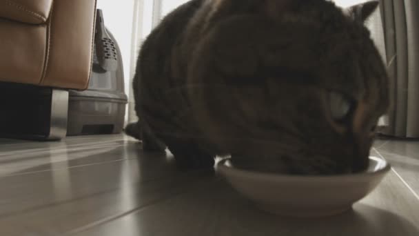 Kočka Domě Jeho Kočka Obývacím Pokoji Fotoaparát Canon Eos — Stock video