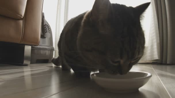 Gato Comer Comida Sala Estar Gato Câmera Canon Eos — Vídeo de Stock