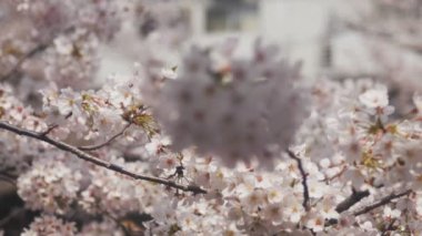 Tokyo Kanda River'daki kiraz çiçeği / onun Tokyo'da bir kiraz çiçeği. fotoğraf makinesi: Canon Eos 5d