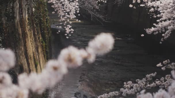 Цветение Сакуры Реке Канда Токио Цветение Сакуры Токио Камера Canon — стоковое видео