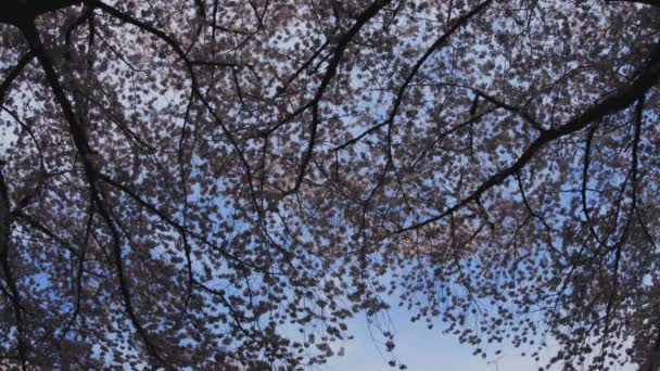 Kirschblüte Kanda River Tokyo Its Eine Kirschblüte Tokyo Kamera Canon — Stockvideo