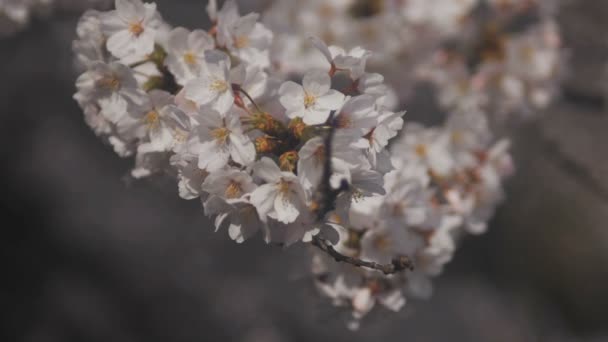 Flor Cerezo Río Kanda Tokio Una Flor Cerezo Tokio Cámara — Vídeos de Stock