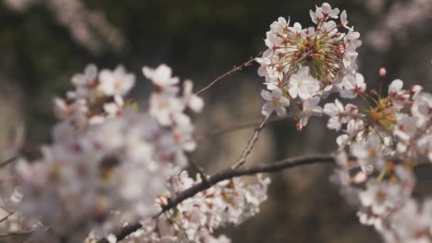 Flor Cereja Rio Kanda Tóquio Uma Flor Cereja Tóquio Câmera — Vídeo de Stock