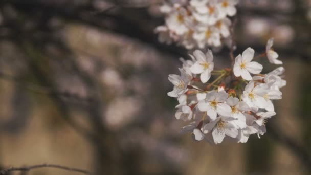 樱花在东京的神田河 它在东京的樱桃花 摄像头 Eos — 图库视频影像
