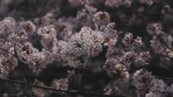 Flor Cereja Rio Kanda Tóquio Uma Flor Cereja Tóquio Câmera — Vídeo de Stock