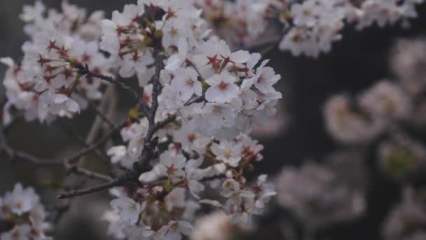 Flor Cerezo Río Kanda Tokio Una Flor Cerezo Tokio Cámara — Vídeo de stock