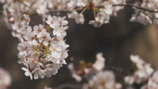 樱花在东京的神田河 它在东京的樱桃花 摄像头 Eos — 图库视频影像