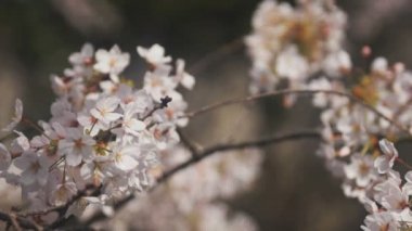 Tokyo Kanda River'daki kiraz çiçeği / onun Tokyo'da bir kiraz çiçeği. fotoğraf makinesi: Canon Eos 5d
