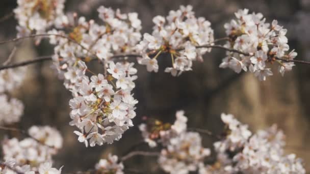Ανθισμένες Κερασιές Στο Kanda Ποταμών Στο Τόκιο Ένα Κεράσι Ανθίσει — Αρχείο Βίντεο