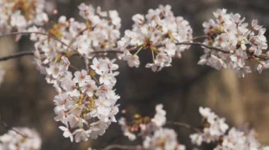 Tokyo Kanda River'daki kiraz çiçeği / onun Tokyo'da bir kiraz çiçeği. fotoğraf makinesi: Canon Eos 5d