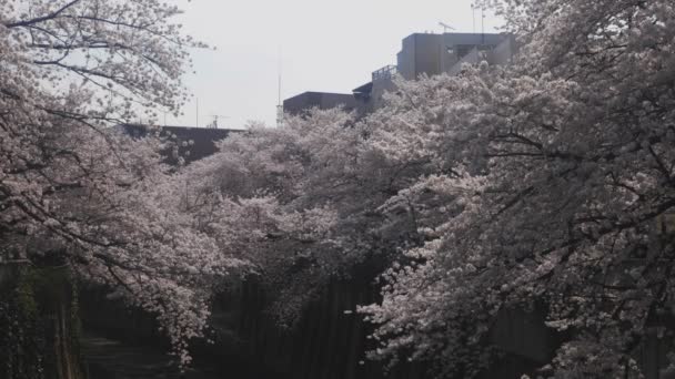 Körsbärsblommor Kanda River Tokyo Dess Körsbärsblommor Tokyo Kamera Canon Eos — Stockvideo