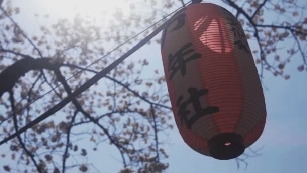 Cherry Mekar Sungai Kanda Tokyo Its Bunga Sakura Tokyo Kamera — Stok Video