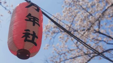 Tokyo Kanda River'daki kiraz çiçeği / onun Tokyo'da bir kiraz çiçeği. fotoğraf makinesi: Canon Eos 5d