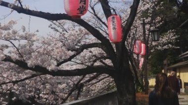 Tokyo Kanda River'daki kiraz çiçeği / onun Tokyo'da bir kiraz çiçeği. fotoğraf makinesi: Canon Eos 5d