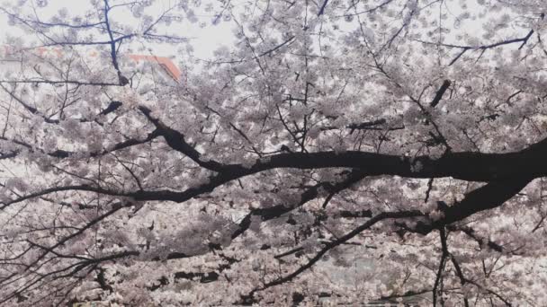 Körsbärsblommor Kanda River Tokyo Dess Körsbärsblommor Tokyo Kamera Canon Eos — Stockvideo