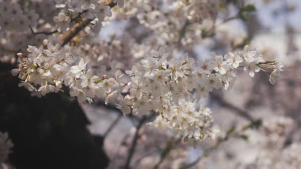 Flor Cerezo Río Kanda Tokio Una Flor Cerezo Tokio Cámara — Vídeo de stock