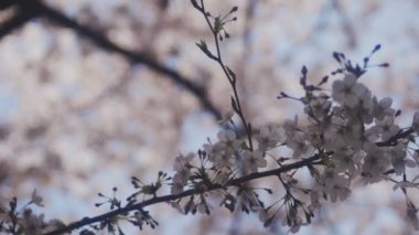 Tokyo Kanda River'daki kiraz ağacı / onun Tokyo'da bir kiraz çiçeği. fotoğraf makinesi: Canon Eos 5d