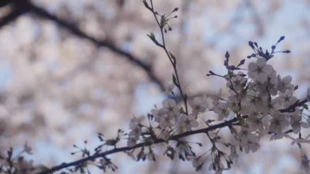 Flor Cerezo Río Kanda Tokio Una Flor Cerezo Tokio Cámara — Vídeo de stock