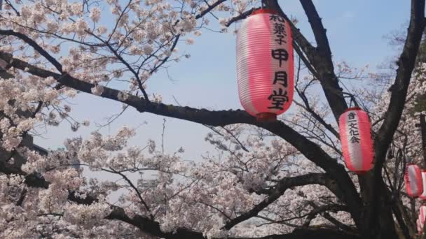 东京的神田河上的樱桃树 东京的樱桃花 摄像头 Eos — 图库视频影像