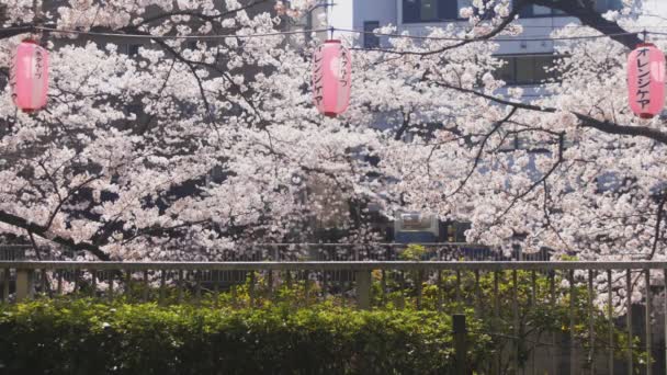 Třešeň Kanda Řeky Tokiu Jeho Třešňový Květ Tokiu Fotoaparát Canon — Stock video