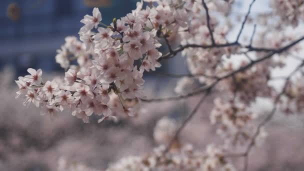 Körsbärsträd Kanda River Tokyo Dess Körsbärsblommor Tokyo Kamera Canon Eos — Stockvideo