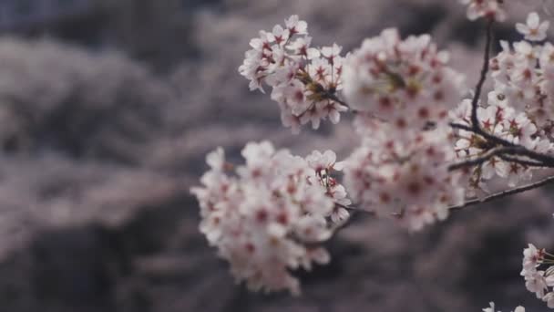 Kersenboom Aan Rivier Kanda Tokyo Its Een Kersenbloesem Tokio Camera — Stockvideo