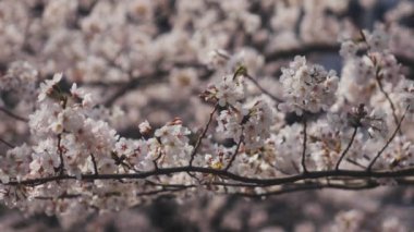 Tokyo Kanda River'daki kiraz ağacı / onun Tokyo'da bir kiraz çiçeği. fotoğraf makinesi: Canon Eos 5d