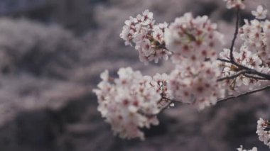 Tokyo Kanda River'daki kiraz ağacı / onun Tokyo'da bir kiraz çiçeği. fotoğraf makinesi: Canon Eos 5d