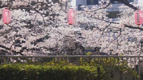 Cerezo Río Kanda Tokio Una Flor Cerezo Tokio Cámara Canon — Vídeos de Stock