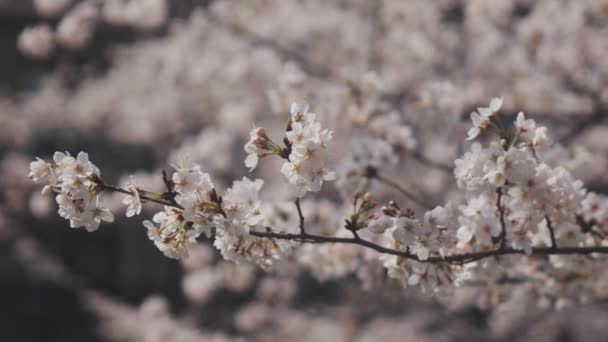 Kirschbaum Kanda River Tokyo Its Eine Kirschblüte Tokyo Kamera Canon — Stockvideo