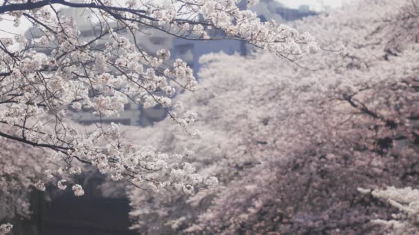 Cseresznyefa Kanda Folyó Tokyo Cseresznyevirág Tokióban Fényképezőgép Canon Eos — Stock videók