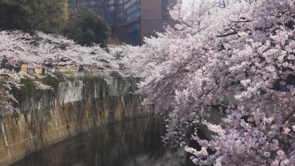 Cherry Tree Kanda River Tokyo Its Cherry Blossom Tokyo Camera — Stock Video