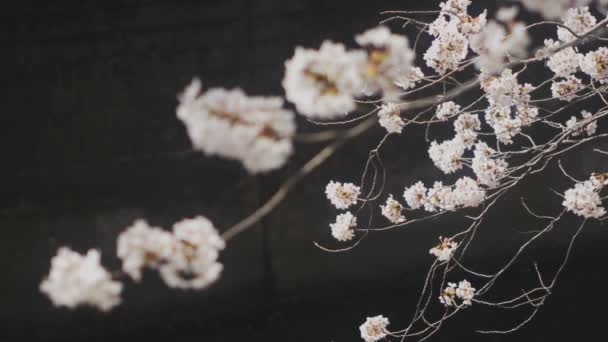 Cherry Tree Kanda River Tokyo Its Cherry Blossom Tokyo Camera — Stock Video