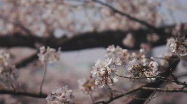Tokyo Kanda River'daki kiraz ağacı / onun Tokyo'da bir kiraz çiçeği. fotoğraf makinesi: Canon Eos 5d