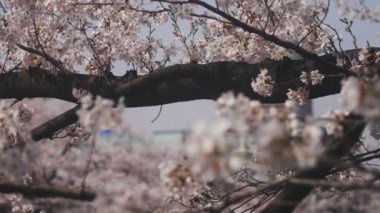 Tokyo Kanda River'daki kiraz ağacı / onun Tokyo'da bir kiraz çiçeği. fotoğraf makinesi: Canon Eos 5d