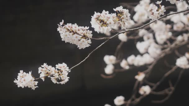 Körsbärsträd Kanda River Tokyo Dess Körsbärsblommor Tokyo Kamera Canon Eos — Stockvideo