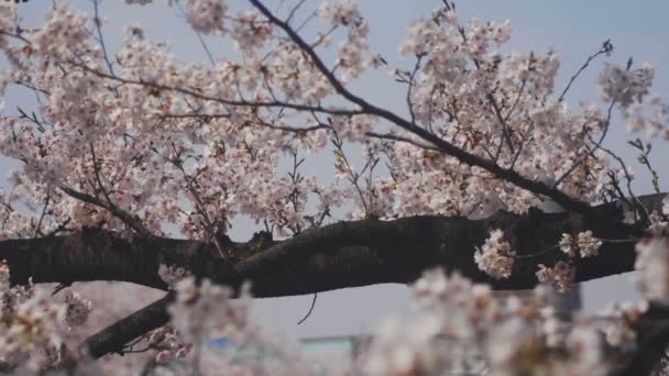 Вишня Реке Канда Токио Цветение Вишни Токио Камера Canon Eos — стоковое видео