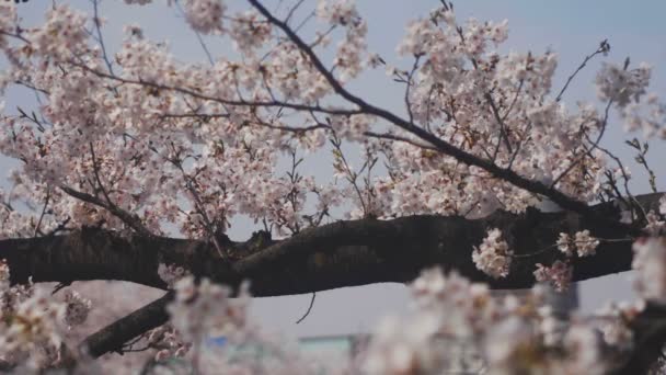 Cherry Tree Kanda River Tokyo Its Cherry Blossom Tokyo Camera — Stock Video