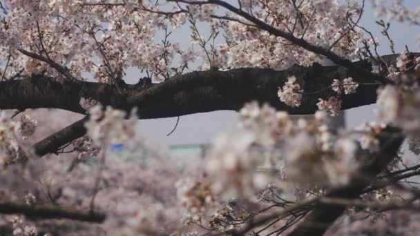 Körsbärsträd Kanda River Tokyo Dess Körsbärsblommor Tokyo Kamera Canon Eos — Stockvideo