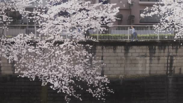 Cerezo Río Kanda Tokio Una Flor Cerezo Tokio Cámara Canon — Vídeo de stock