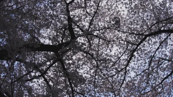 Kersenboom Aan Rivier Kanda Tokyo Its Een Kersenbloesem Tokio Camera — Stockvideo