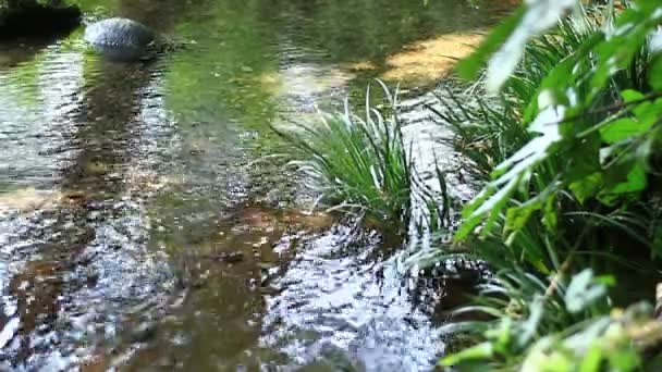 Brook Nella Foresta Minamisawa Higashikurume Tokyo Una Posizione Naturale Tokyo — Video Stock