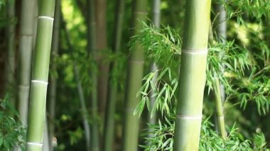 Bambu Takebayashi Park Tokyo ormandaki / onun Tokyo doğa konum. fotoğraf makinesi: Canon Eos 7d