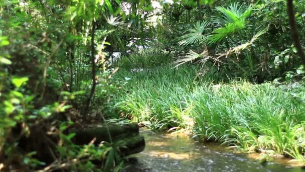 Potok Minamisawa Lese Higashikurume Tokiu Jeho Přírodní Lokalita Tokiu Fotoaparát — Stock video