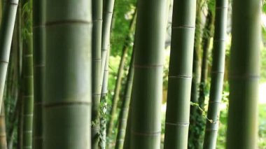 Bambu Takebayashi Park Tokyo ormandaki / onun Tokyo doğa konum. fotoğraf makinesi: Canon Eos 7d