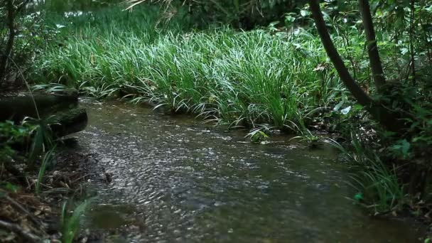 Potok Minamisawa Lese Higashikurume Tokiu Jeho Přírodní Lokalita Tokiu Fotoaparát — Stock video